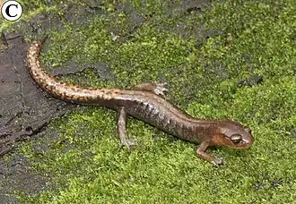 Description de l'image Pseudoeurycea juarezi from Cerro Pelón, Sierra de Juárez, Oaxaca 1.jpg.