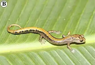 Description de l'image Pseudoeurycea saltator from Sierra de Juárez, Oaxaca.jpg.