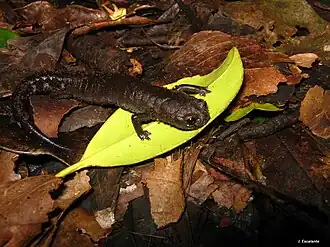 Description de l'image Pseudoeurycea werleri.jpg.