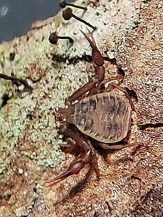 Description de l'image Pseudogarypus banksi.jpg.