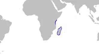 Description de l'image Pseudoginglyostoma brevicaudatum distmap.png.