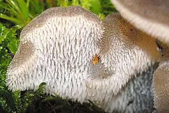 Pseudohydnum gelatinosum(incertae sedis).