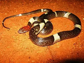 Description de l'image Pseudoleptodeira latifasciata.jpg.