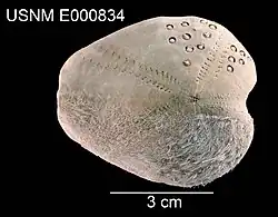 Pseudolovenia hirsuta