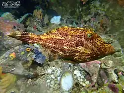 Pseudomonacanthus macrurus.