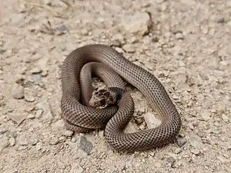 Description de l'image Pseudonaja inframacula 242318329.jpg.