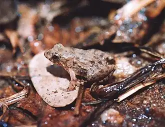 Description de l'image Pseudopaludicola mystacalis.jpg.