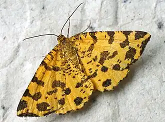 Pseudopanthera macularia  (Linnaeus, 1758)