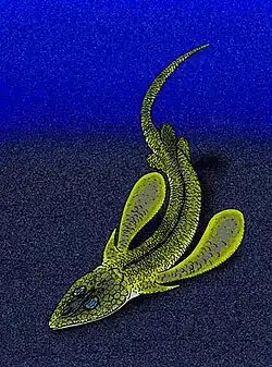 Pseudopetalichthys problematica.