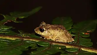 Description de l'image Pseudophilautus dilmah.jpg.