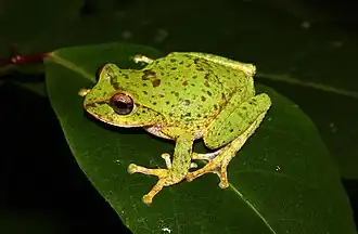 Description de l'image Pseudophilautus frankenbergi.jpg.