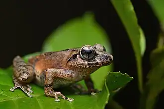 Description de l'image Pseudophilautus lunatus.jpg.