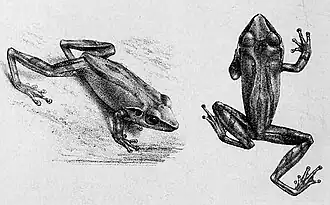 Description de l'image Pseudophilautus stictomerus.jpg.