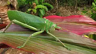 Description de cette image, également commentée ci-après