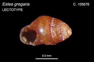 Description de l'image Pseudopisinna gregaria 02.jpg.