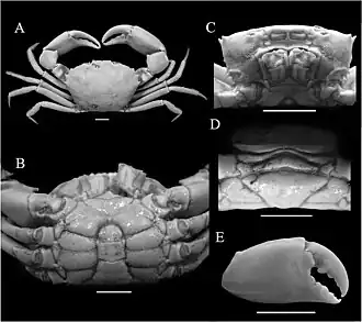 Description de l'image Pseudorhombila octodentata (10.1590-2358-2936e2021016) Figure 1.jpg.