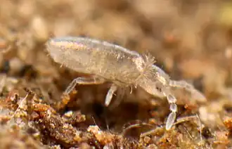 Description de l'image Pseudosinella sexoculata (8323893512).jpg.