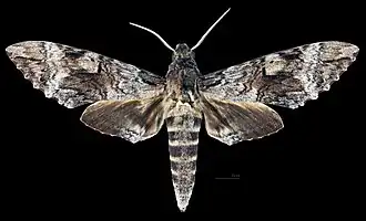 Avers du mâle(coll.MHNT)