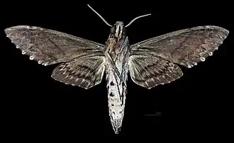 Revers du mâle(coll.MHNT)