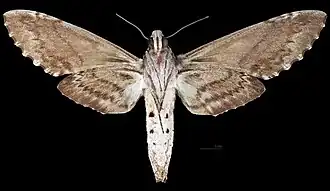 Revers de la femelle(coll.MHNT)