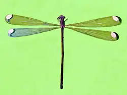 Microstigma rotundatum