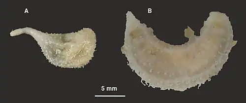 Pseudothyone raphanus & P. serrifera