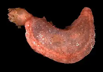 Pseudothyone labradorensis