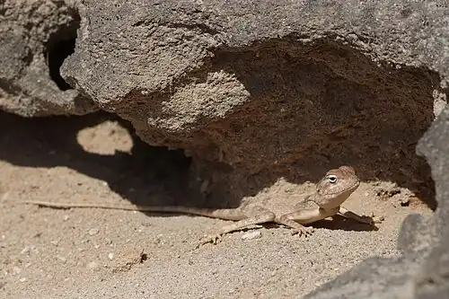 Lézard Pseudotrapelus dhofarensis dans le Dhofar en décembre 2019.