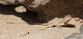 Description de l'image Pseudotrapelus dhofarensis Oman.jpg.