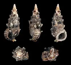 Pseudovertagus aluco