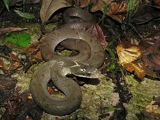 Description de l'image Pseudoxenodon macrops.jpg.