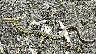 Description de l'image Pseudoxenodon stejnegeri 68570869 2.jpg.