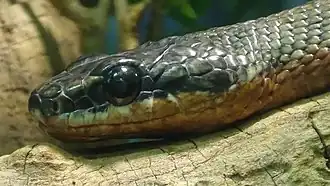 Ménagerie du jardin des plantes - Paris/France