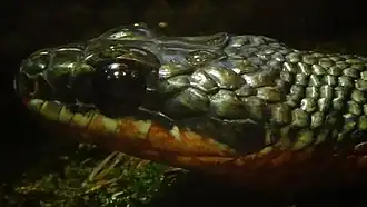 Ménagerie du jardin des plantes - Paris/France