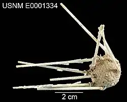 Psilocidaris echinulata
