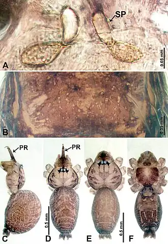 Description de l'image Psiloderces cattienensis (10.3897-zookeys.902.38967) Figure 10.jpg.