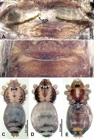 Description de l'image Psiloderces heise (10.3897-zookeys.902.38967) Figure 1.jpg.