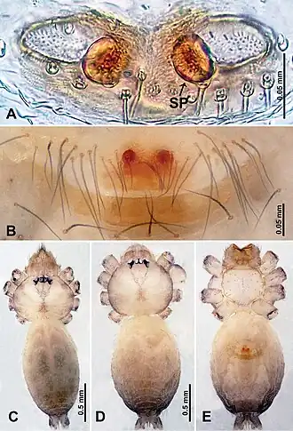 Description de l'image Psilodercidae (10.3897-zookeys.862.33078) Figure 10.jpg.