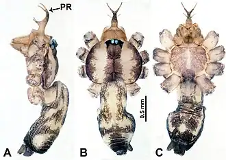 Description de l'image Psilodercidae (10.3897-zookeys.862.33078) Figure 8.jpg.