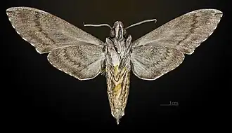 Revers du mâle MHNT