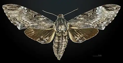 Face dorsale de la femelle MHNT