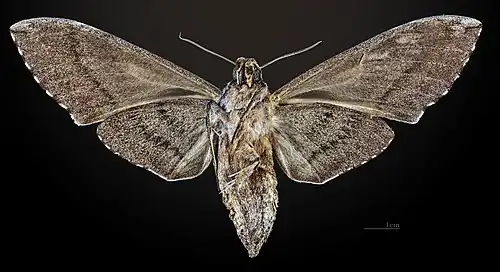 Revers de la femelle MHNT