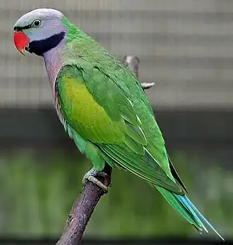 Description de cette image, également commentée ci-après