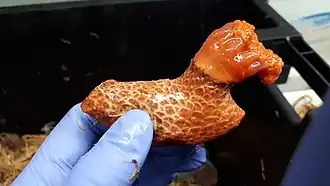 Psolus fabricii, un Psolidae