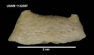 Silhouette aplatie classique d'une Psolidae : Psolus patagonicus.
