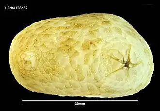 Une espèce protégée par d'épaisses plaques dorsales : Psolus squamatus.