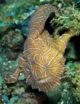 Description de l'image Psychedelic_frogfish_08Am6A1b.jpg.