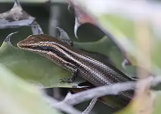 Description de l'image Psychosaura agmosticha (10.3897-zoologia.37.e46661) Figures 10–15 (cropped).jpg.