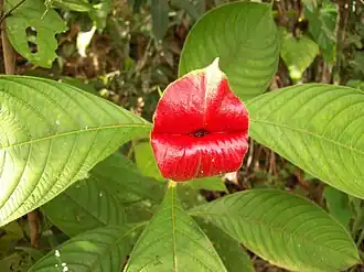 Description de l'image Psychotria elata - FLOR BESO.jpg.