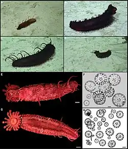 Détails d'un Psychronaetes